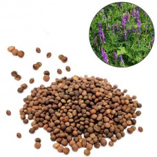 Насіння трави Віка  -   /кг